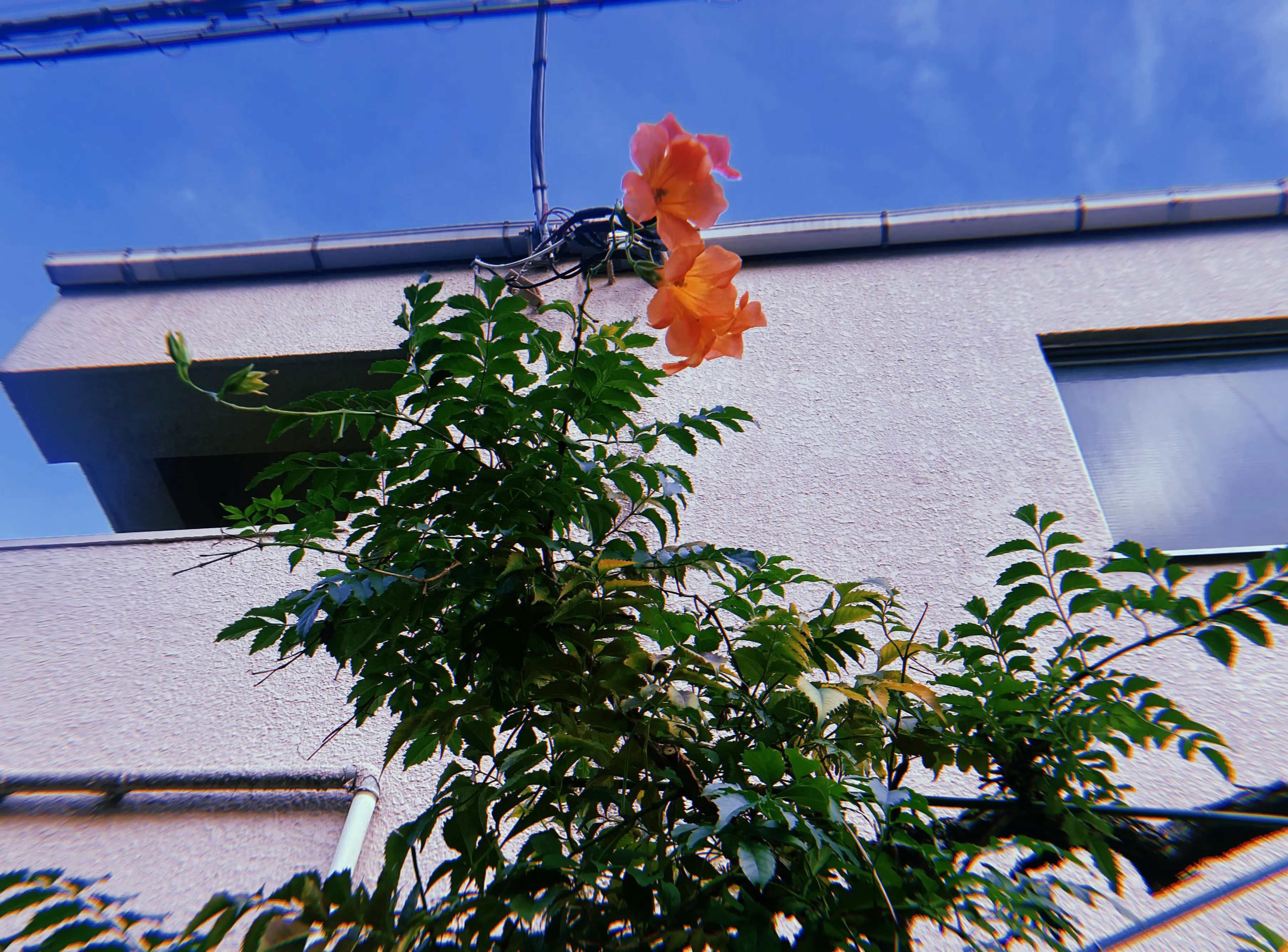 Bandcamp -秋の音のスケッチ[Autumn scene]