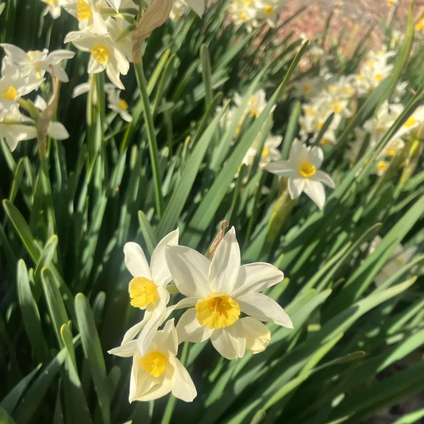 Bandcamp -春の音のスケッチ-Narcissus